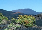 Wunderschöne Vulkangries-Farben anthrazit und orange, beim Vulkan San Antonio. : Pflanzen